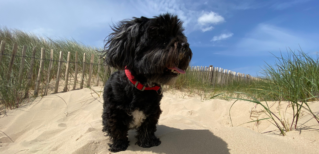 A black dog stood on the beach looking into the distance