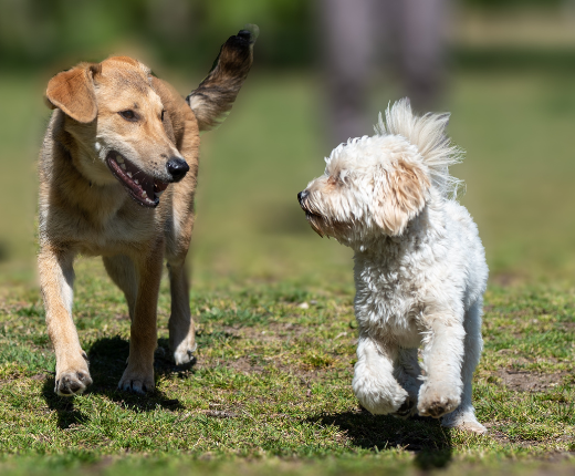Two dogs off their leads running together on open ground.
