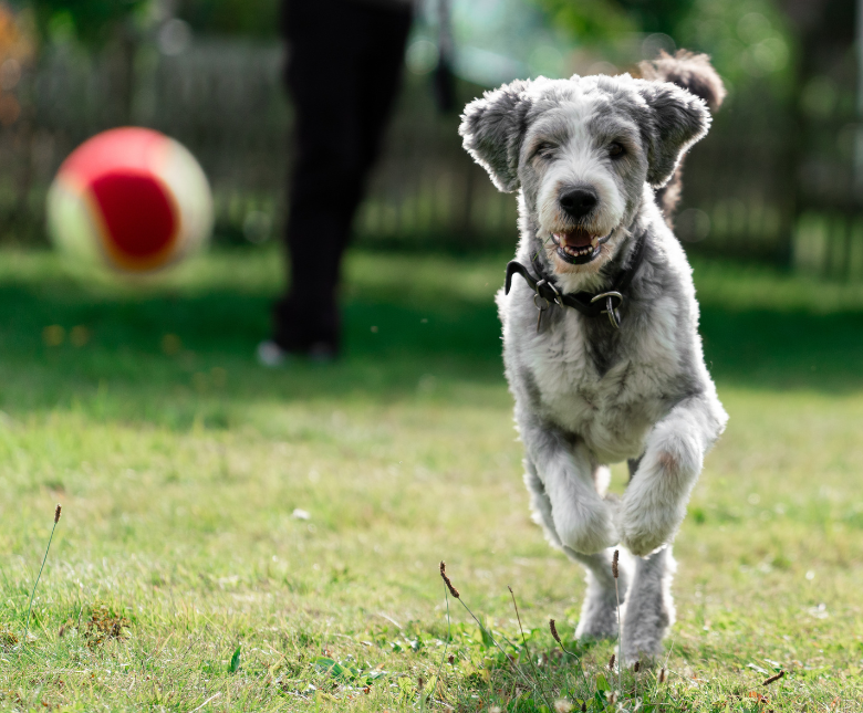 Dog chasing a ball in a park
