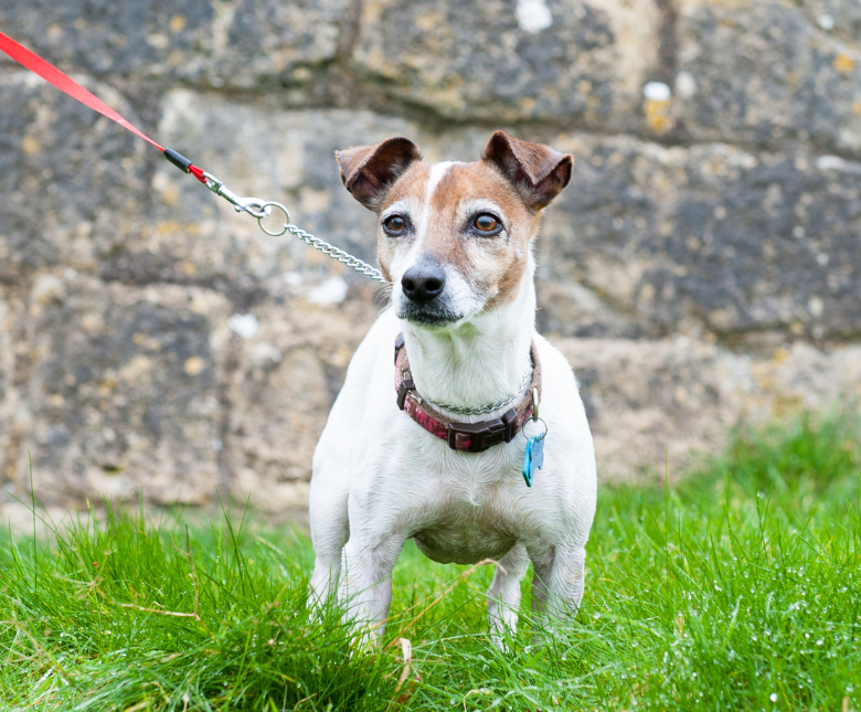 An image of a Jack Russel dog to accompany the PSPO press release on the dog control order for Folkestone and Hythe