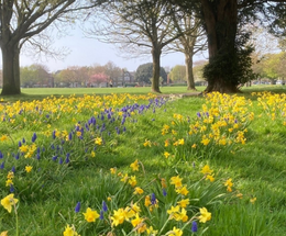 An image of the seasonal bulb planting at Radnor Park.