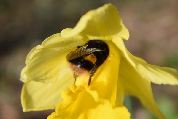 Picture of a bee pollinating