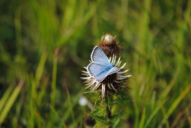Picture of a butterfly on a thistle