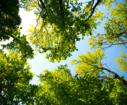 Looking up to a blue sky through a canopy formed by the tops of trees in full leaf.
