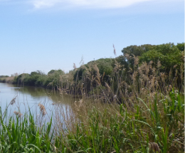 Stock photograph showing water course with greenery alongside.