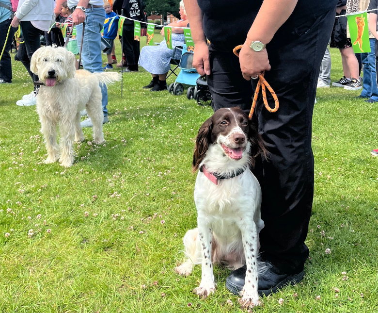 Two dogs on leads at an outdoor community event on a grassy area. In the foreground, a brown-and-white spaniel sits beside a person holding an orange lead. In the background, a larger cream-coloured dog stands near other attendees, banners, and seating