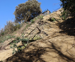 Landslip earth and tree debris on the bank below The Vinery in Folkestone.