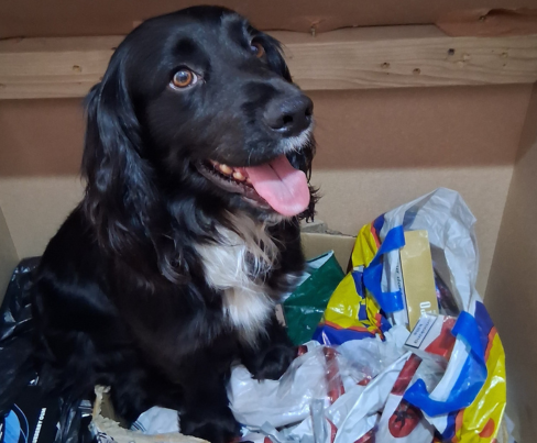 Image shows small black and white spaniel dog called George who works with his handler to find tobacco and vapes.