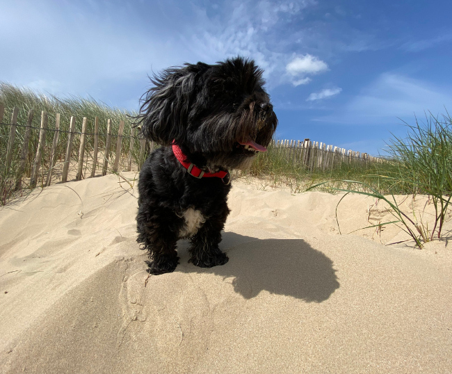 A black dog stood on the beach looking into the distance