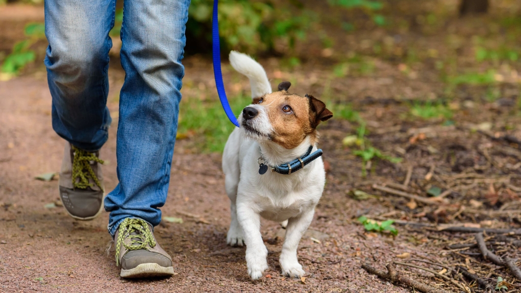 Updated rules on controlling dogs in public spaces across Folkestone & Hythe are being proposed.