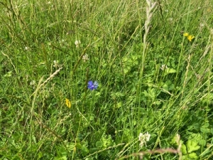 An image of flowers used for the discussion of pesticide use in our greener initative.